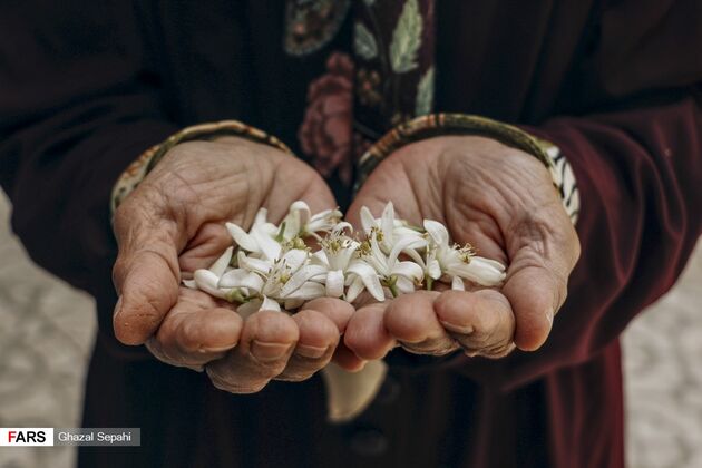 بوی بهار نارنج در اردیبهشت شیراز