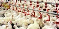 کاهش هزینه تولید مرغ و تخم‌مرغ