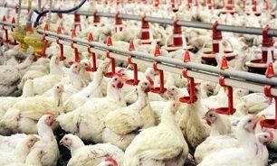 کاهش هزینه تولید مرغ و تخم‌مرغ