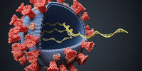 روش‌های جدید ویروس کرونا برای فریب سیستم ایمنی بدن