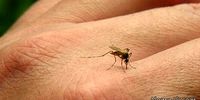 شکار پشه‌ها با لیزر هوشمند! +عکس