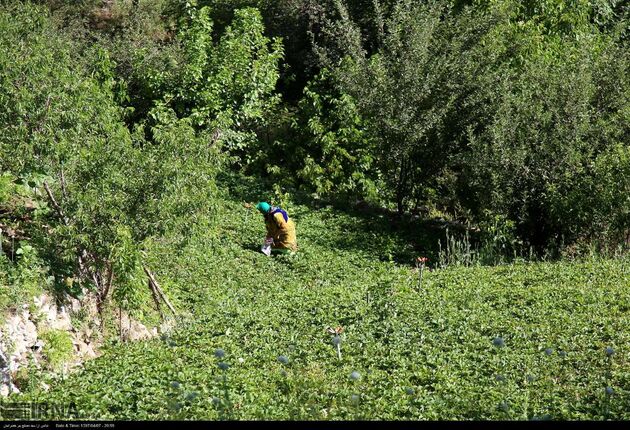 جشنواره توت فرنگی روستای شیان