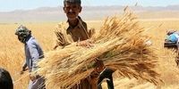 خبر مهم وزیر جهادکشاورزی درباره برنج و گندم