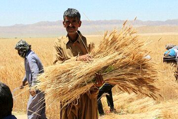 خبر مهم وزیر جهادکشاورزی درباره برنج و گندم