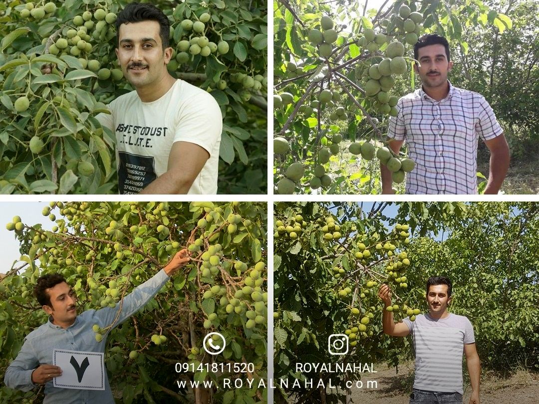 درآمدی شگفت انگیز با کاشت نهال گردو ژنوتیپ تیپ 7