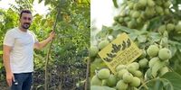 نهال گردویی که ارزش طلا دارد !