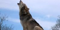 هشدار جدی در مورد حمله گرگ‌ها به اردبیل