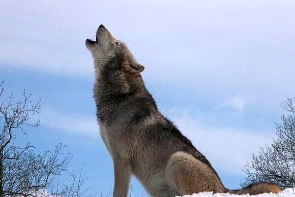 هشدار جدی در مورد حمله گرگ‌ها به اردبیل