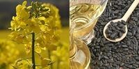 نرخ خرید تضمینی کلزا ۱۵ هزار تومان اعلام شد