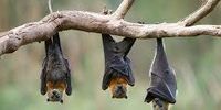 شناسایی ویروسی مرگبار در خفاش‌ها
