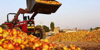 از فردا صادرات سیب ایران به عراق افزایش می یابد