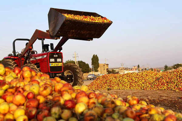 از فردا صادرات سیب ایران به عراق افزایش می یابد