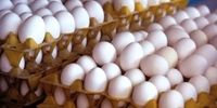 قیمت جدید تخم مرغ اعلام شد