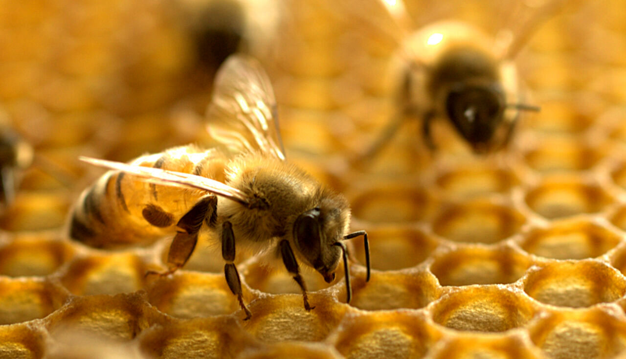 زهر این زنبور، قاتل سرطان سینه است