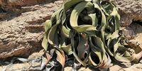 این گیاه هزار سال عمر می کند
