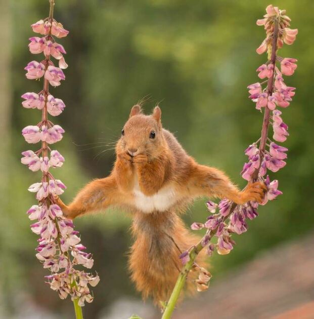WildLife 1