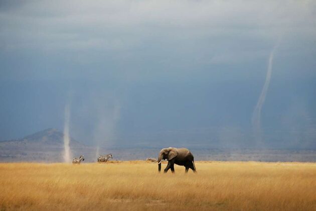 WildLife 1