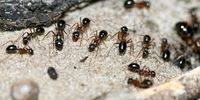 مورچه ها چی میخورن؟

