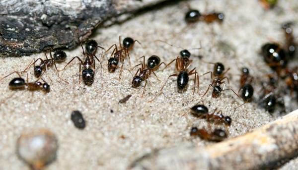مورچه ها چی میخورن؟

