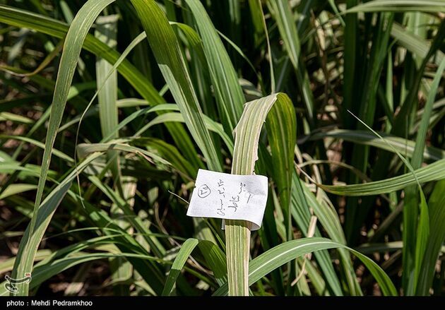 تشنگی مزارع نیشکر هفت تپه