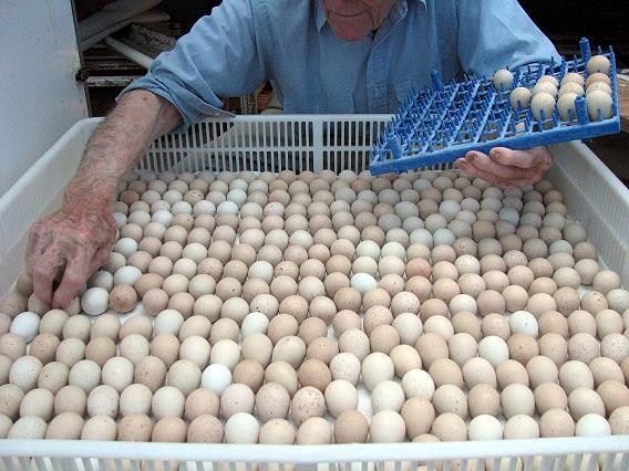 آغازطرح جدید توزیع تخم مرغ  از امروز  