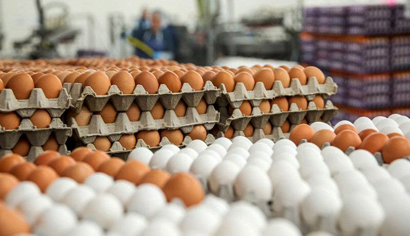 صادرات تخم مرغ متوقف شده است؟