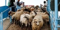 گوسفند ارزان شد/ اعلام قیمت جدید دام زنده در بازار