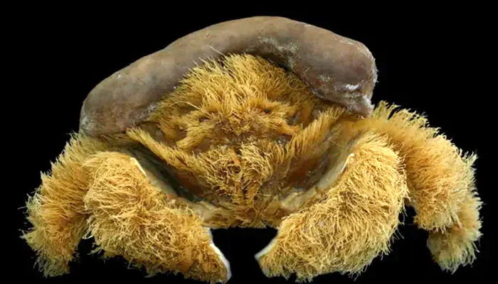 گونه ترسناکی از خرچنگ کشف شد؛ خرچنگ پشمالو!+تصاویر