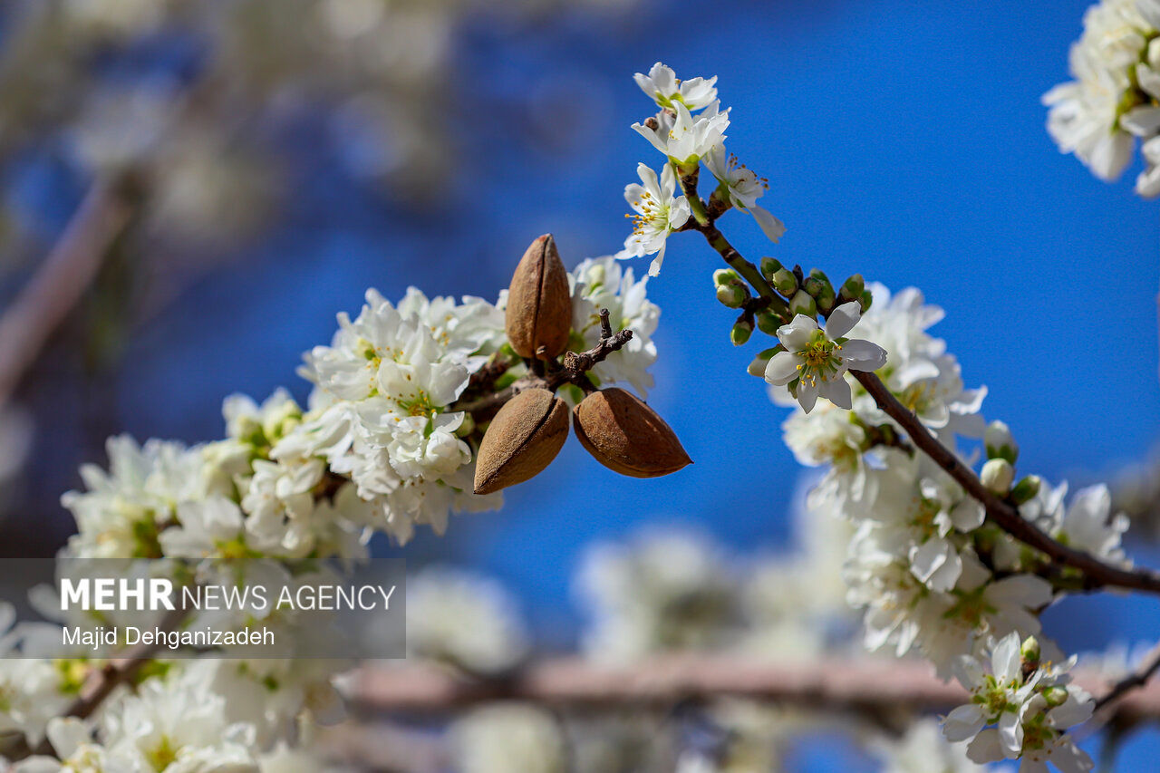 تصاویر| بهار زودرس در دل کویر