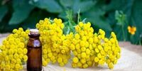 این گیاه زرد رنگ، اکسیر جوانی است