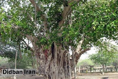 درخت ۵۰۰ ساله کیش به کام مرگ کشیده شد!+عکس