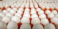 9 تن تخم مرغ فاقد تاریخ انقضا توقیف شد