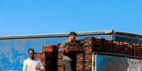 امکان صادرات گوجه‌فرنگی به عراق فراهم شد

