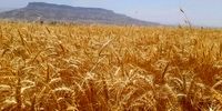 خبر خوب به کشاورزان گندم‌کار / وجه گندم نقدا پرداخت می‌شود