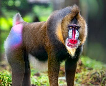 کارناوال رنگین‌کمانی روی بدن حیوانات+ عکس
