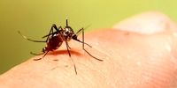 7 دلیلی که پشه‌ها به شما حمله می‌کنند