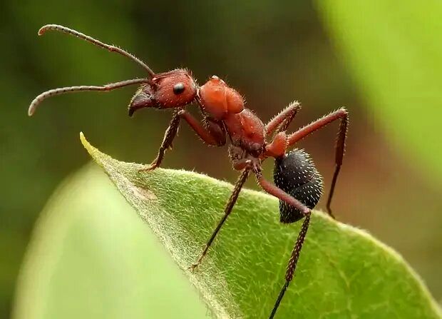 کشف مورچه‌ عظیم‌الجثه/ او به اندازه یک پرنده است!+تصاویر