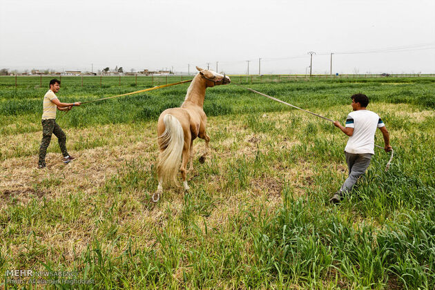 پرورش اسب روستای صوفیان