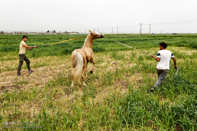 پرورش اسب روستای صوفیان