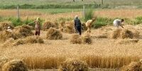 
بررسی اثرات تغییر اقلیم بر زراعت در موسسه تحقیقات بذر