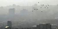 هشدار؛ ساکنان مناطق هوای آلوده در برابر کرونا آسیب پذیرترند!