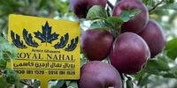 خرید نهال سیب پیوندی از بزرگترین تولید کننده نهال سیب در ایران