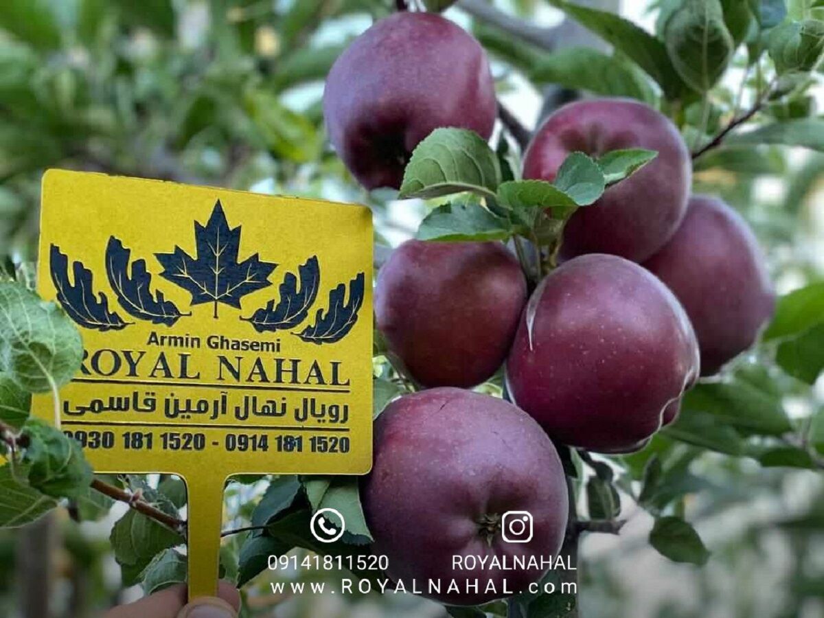 خرید نهال سیب پیوندی از بزرگترین تولید کننده نهال سیب در ایران