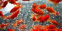 نکات ضروری برای خرید ماهی قرمز شب عید+اینفوگرافی