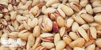  این شهر  پیشتاز تولید پسته ایران شد 