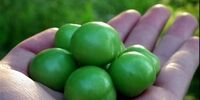 این افراد از مصرف گوجه سبز پرهیز کنند