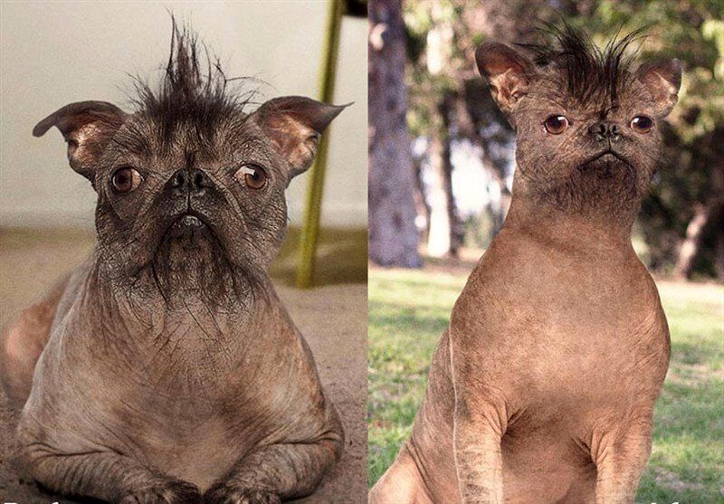 عمل زیبایی روی حیوانات خانگی در ایران / از دماغ عملی تا دستکاری تارهای صوتی + تصاویر 2