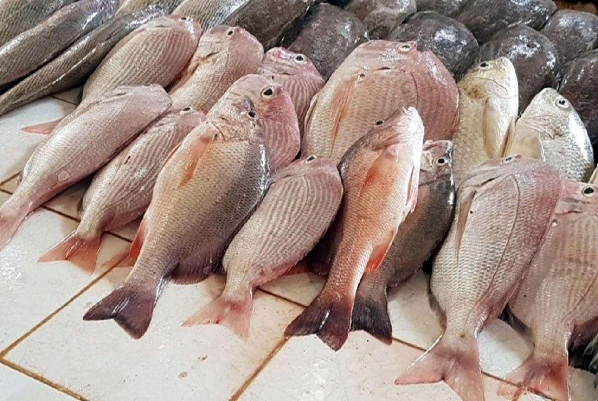 افزایش نجومی قیمت ماهی سفید/ لیست قیمت انواع ماهی در میادین تره بار
