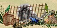 پرده برداری از جنایت هولناک بین‌المللی/ قاچاق حیات وحش؛ اپیدمی جهانی با گردش مالی 23 میلیارد دلاری