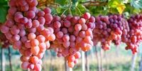 این میوه تابستانی ،ضد آفتاب طبیعی است 